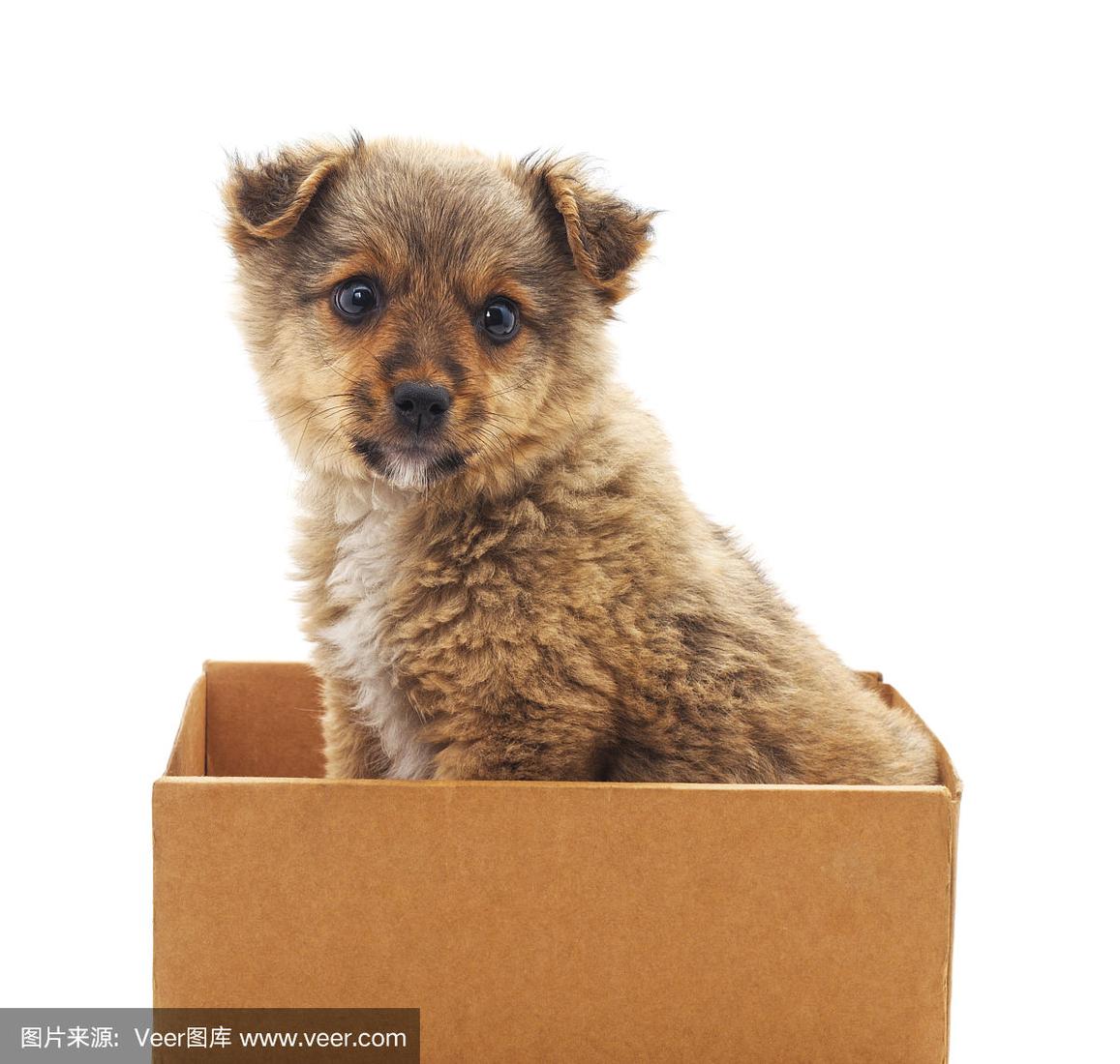 小狗盒子app苹果版(小狗宝盒app)-第2张图片-有道翻译官网 小狗盒子app苹果版(小狗宝盒app)-第2张图片-有道翻译官网