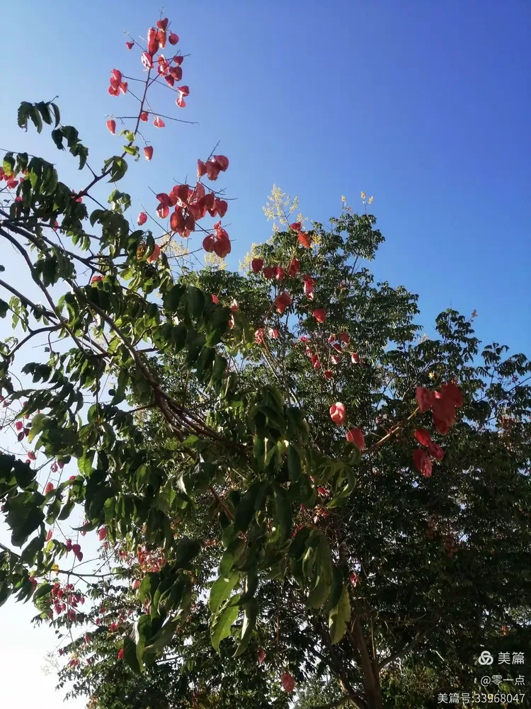 苹果版红高粱破解(红高粱788kb直播平台ios)-第5张图片-有道翻译官网