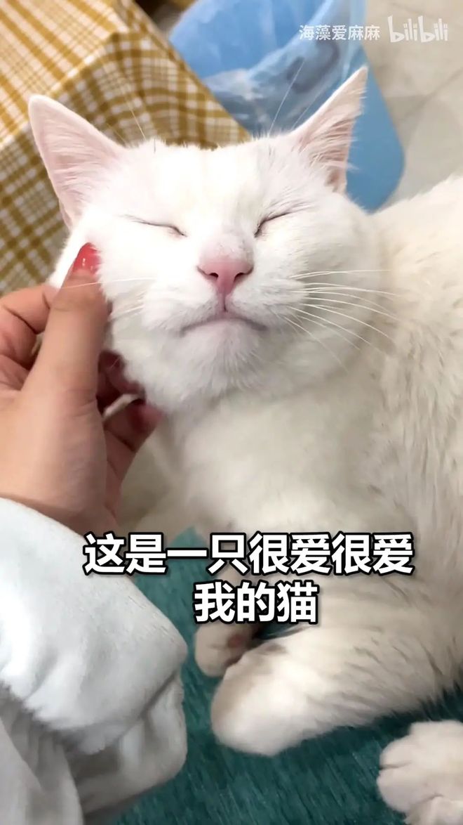 包含成版人猫咪视频APP苹果版的词条-第1张图片-有道翻译官网