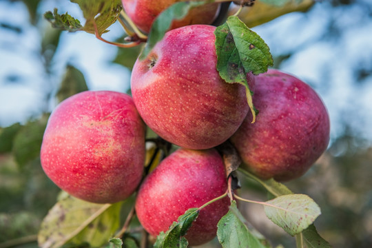 好果子苹果版下载(好果子食品有限公司)